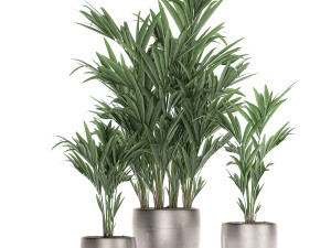 decorative palm in a flowerpot 696 3D Модель