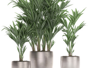 decorative palm in a flowerpot 696 3D Модель