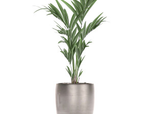 decorative palm in a flowerpot 696 3D Модель