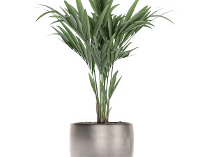 decorative palm in a flowerpot 696 3D Модель