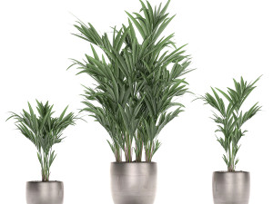 decorative palm in a flowerpot 696 3D Модель