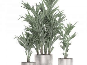 decorative palm in a flowerpot 696 3D Модель