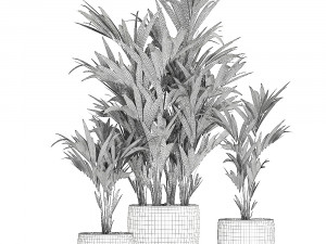 decorative palm in a flowerpot 696 3D Модель