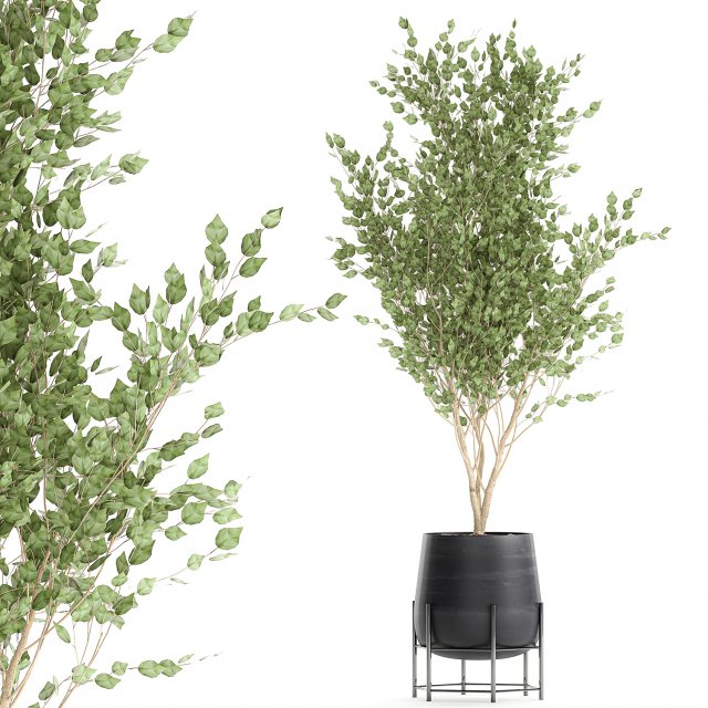 tree in a black pot for the interior 697 Modèle 3D .c4d .max .obj .3ds .fbx .stl .blend
