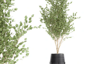 tree in a black pot for the interior 697 3D Model