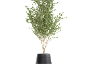tree in a black pot for the interior 697 Modèle 3D
