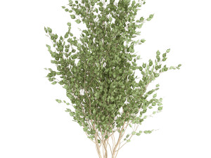tree in a black pot for the interior 697 Modèle 3D