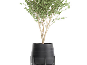 tree in a black pot for the interior 697 Modèle 3D