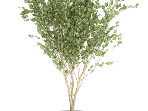tree in a black pot for the interior 697 Modèle 3D