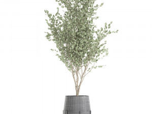 tree in a black pot for the interior 697 Modèle 3D
