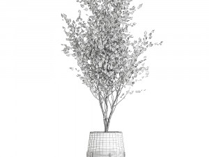 tree in a black pot for the interior 697 Modèle 3D
