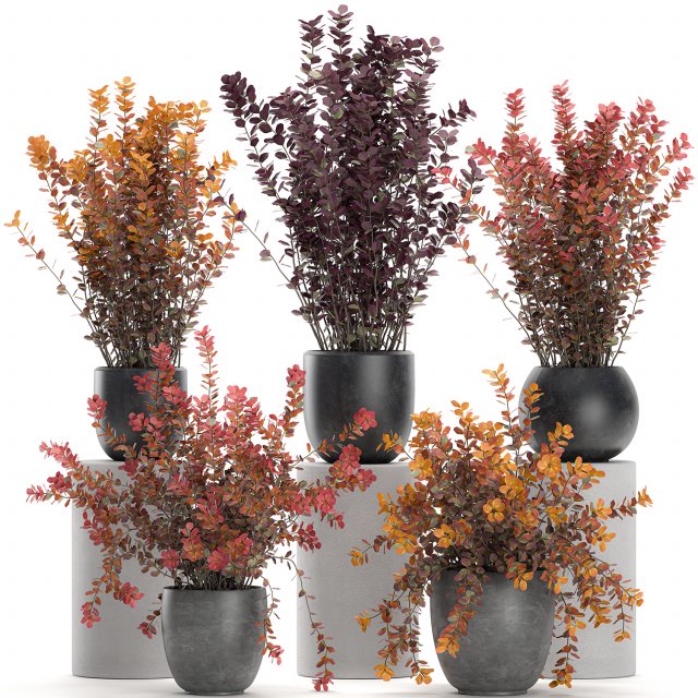 barberry thunberg in a black pot for the interior 698 Modelo 3D .c4d .max .obj .3ds .fbx .stl .blend 