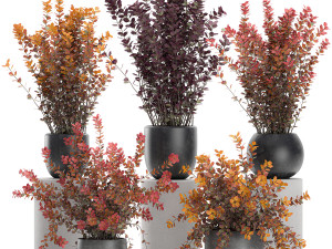 barberry thunberg in a black pot for the interior 698 Modèle 3D