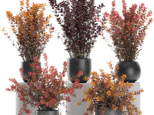 crespino thunberg in vaso nero per interni 698 Modello 3D