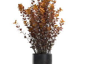 barberry thunberg in a black pot for the interior 698 Modelo 3D