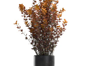 barberry thunberg in a black pot for the interior 698 3D Model