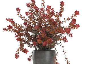barberry thunberg in a black pot for the interior 698 Modelo 3D