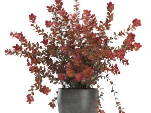 barberry thunberg in a black pot for the interior 698 3D Model