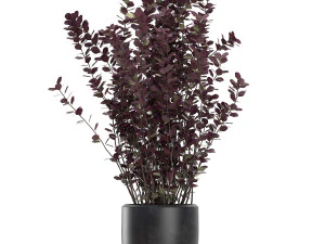 barberry thunberg in a black pot for the interior 698 3D Model