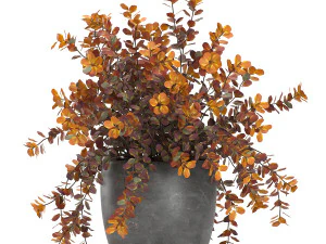 barberry thunberg in a black pot for the interior 698 3D Model