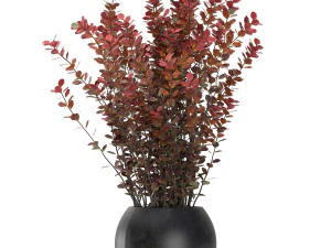 barberry thunberg in a black pot for the interior 698 3D Model