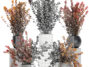 barberry thunberg in a black pot for the interior 698 3D Model