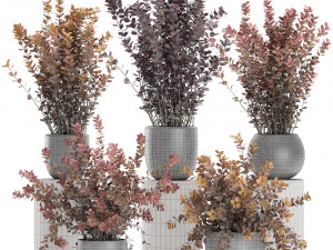 barberry thunberg in a black pot for the interior 698 3D Model
