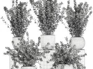 barberry thunberg in a black pot for the interior 698 Modelo 3D
