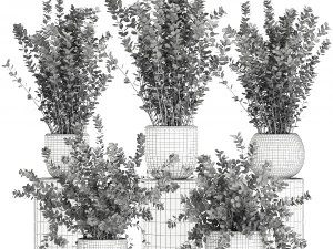 barberry thunberg in a black pot for the interior 698 3D Model