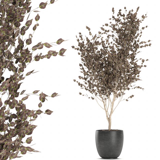 tree in a black pot for the interior 699 3D 模型 .c4d .max .obj .3ds .fbx .stl .blend 