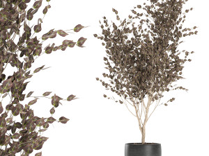 tree in a black pot for the interior 699 3D Model