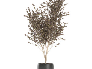 tree in a black pot for the interior 699 3D 模型