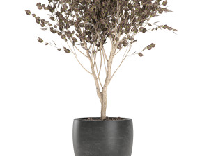 tree in a black pot for the interior 699 3D 模型