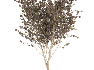 tree in a black pot for the interior 699 3D 模型