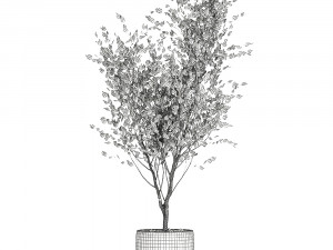 tree in a black pot for the interior 699 3D 模型