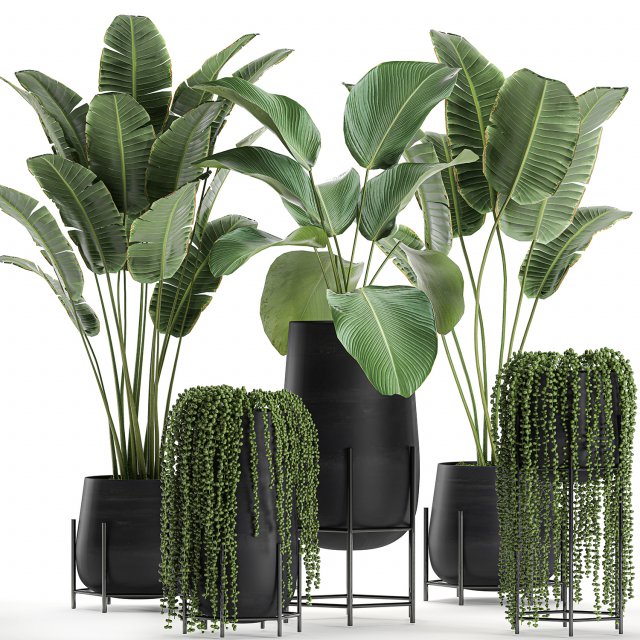 houseplants in a black pot for the interior 700 3D 모델 .c4d .max .obj .3ds .fbx .stl .blend 