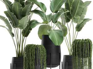 houseplants in a black pot for the interior 700 3D Model