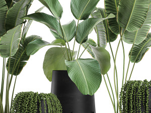 houseplants in a black pot for the interior 700 3D 모델