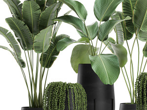 houseplants in a black pot for the interior 700 3D 모델