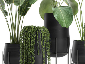 houseplants in a black pot for the interior 700 3D 모델