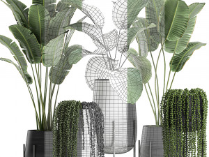 houseplants in a black pot for the interior 700 3D 모델