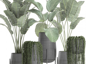 houseplants in a black pot for the interior 700 3D 모델