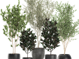 trees in a black pot for the interior 701 3D Model