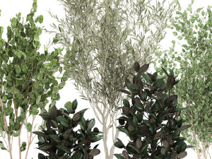 trees in a black pot for the interior 701 Modelo 3D