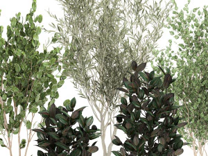 trees in a black pot for the interior 701 3D Model