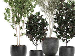 trees in a black pot for the interior 701 Modelo 3D