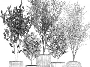 trees in a black pot for the interior 701 Modelo 3D
