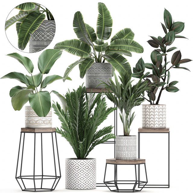 houseplants in a pot for the interior 702 Modelo 3D .c4d .max .obj .3ds .fbx .stl .blend 