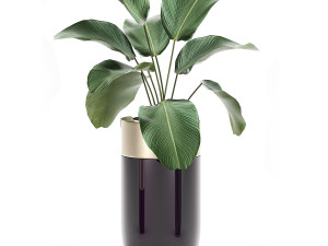 houseplants in a luxury pot for the interior 704 Model 3D