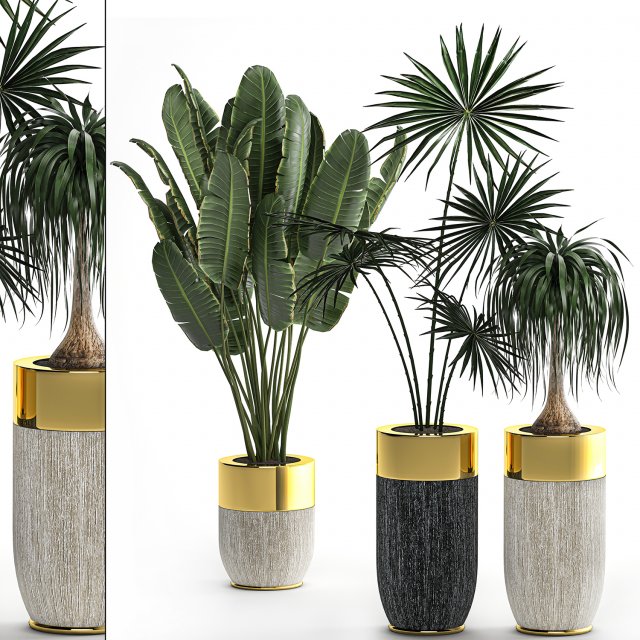 houseplants in a luxury pot for the interior 705 Modelo 3D .c4d .max .obj .3ds .fbx .stl .blend